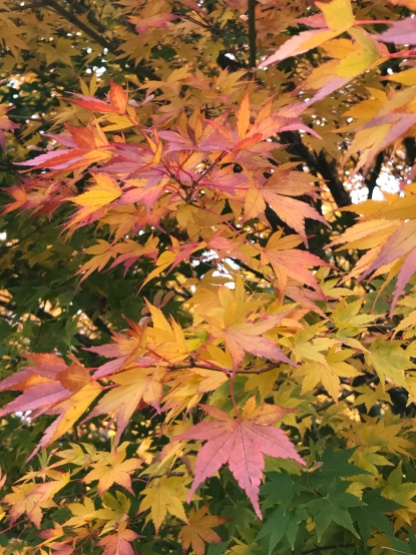 Autumn leaves, Kirkland, Washington (USA)
