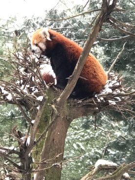 Red Panda alert!